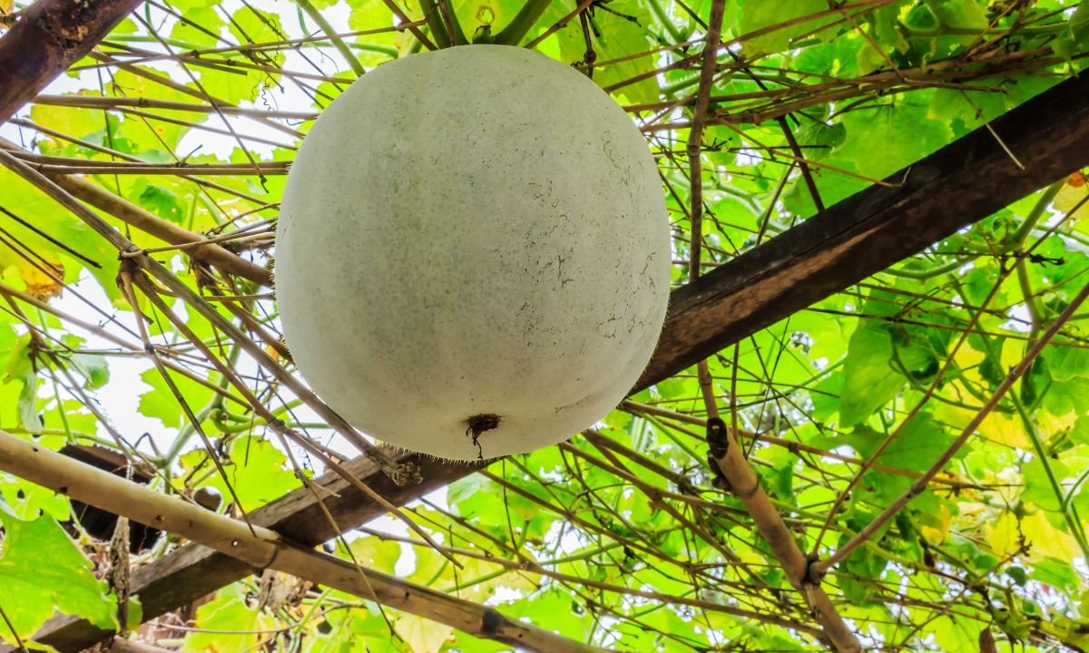 ash gourd juice benefits